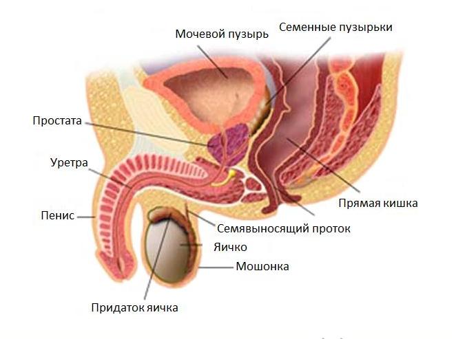 Анатомия мужской мочеполовой системы