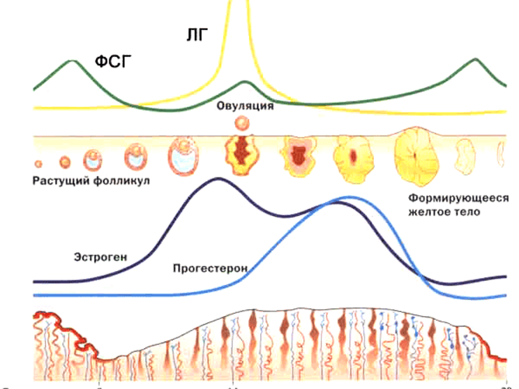 Овуляция губы. Менструальный цикл ФСГ ЛГ. ЛГ ФСГ В фазы менструационного цикла. Гормоны ФСГ И ЛГ. Фазы менструационного цикла прогестерон.