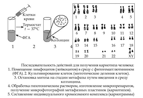 Kostukevich_Biology_kletky_final.page169