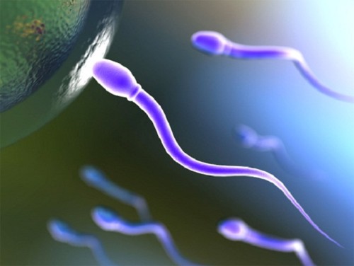vremya-zhizni-spermatozoidov