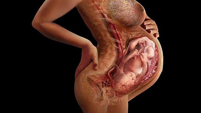 Размеры матки при беременности