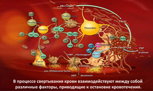 Плазменные факторы свертывания крови схема