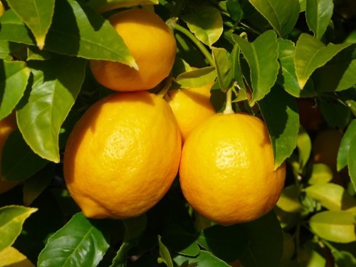 Лимон при простуде во время беременности thumbnail