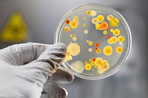 Placa-de-Petri-bacteria1