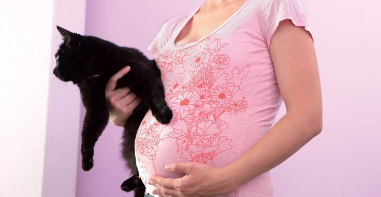 Токсоплазмоз при беременности — симптомы и последствия. Анализ на токсоплазмоз при беременности