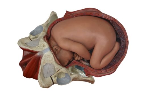Plastic model of a baby fetus in the womb.