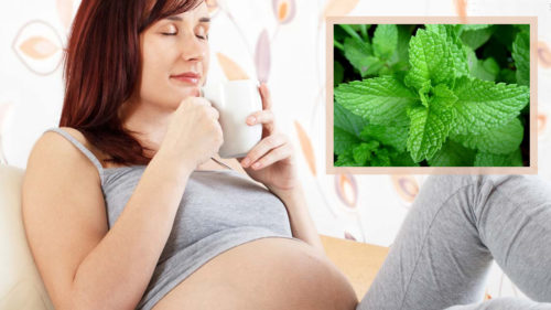 Чай с мятой при беременности на поздних сроках