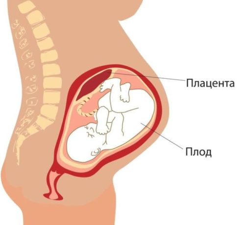 Как понять при беременности что живот опустился перед родами