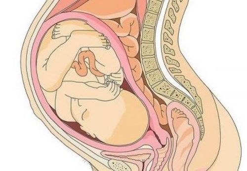 Где находится плацента при беременности фото