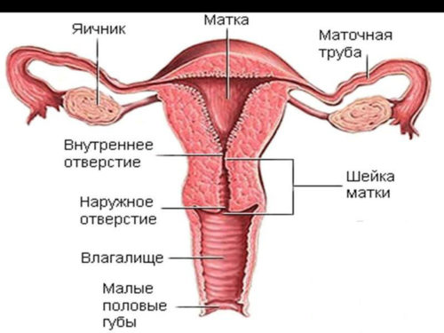 Внутренний и наружный зев матки при беременности