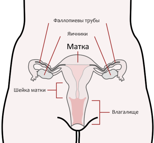 Внутренний и наружный зев матки при беременности