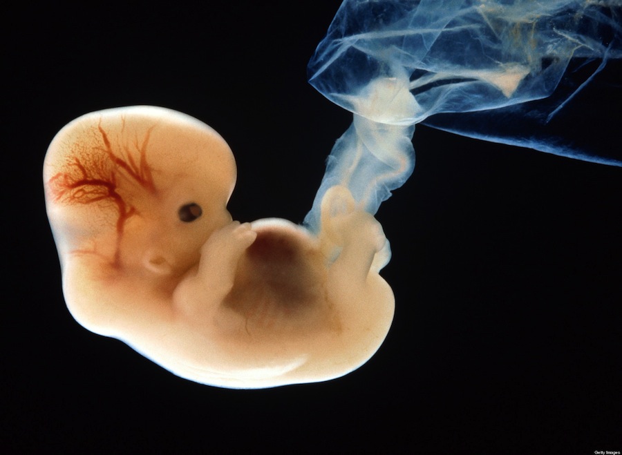 Эмбриональные недели развития беременности по неделям. Что происходит в эмбриональные недели беременности