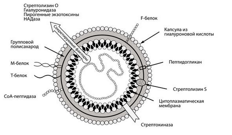 Streptococcus agalactiae при беременности в мазке