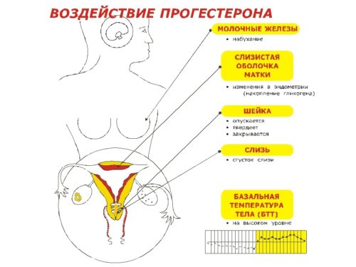 Прогестерон на ранних сроках беременности норма