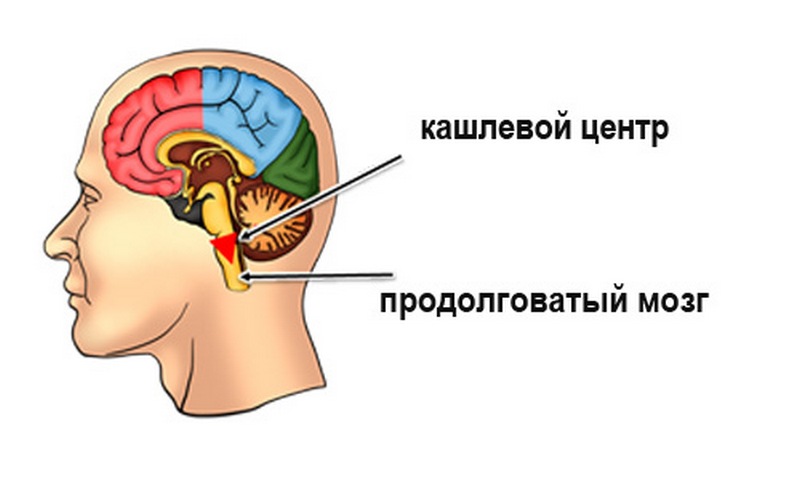 Отдел мозга содержащий центр кашлевого рефлекса. Кашлевой центр продолговатого мозга. Кашлевой центр в головном мозге. Рвотный и кашлевой центры. Кашлевой центр локализован в.