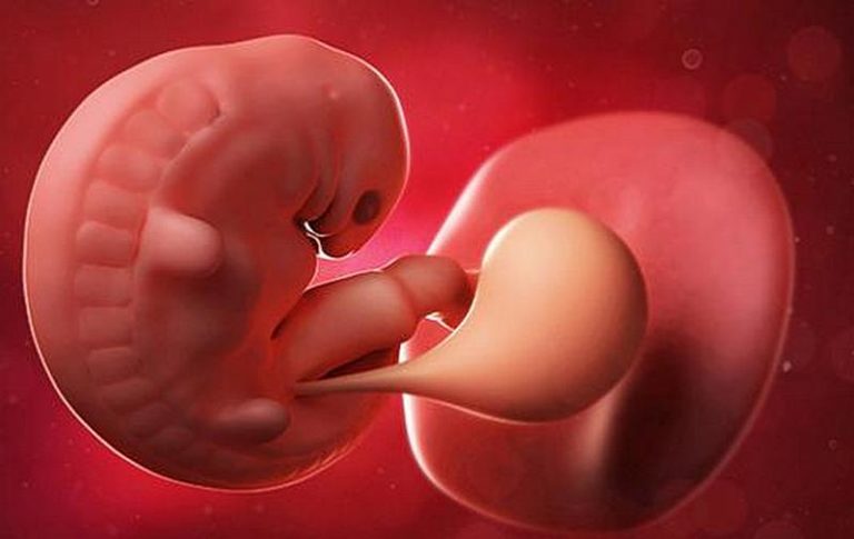 Фото Малыша 5 Недель