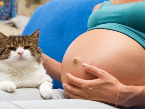 Пирантел противопоказания при беременности