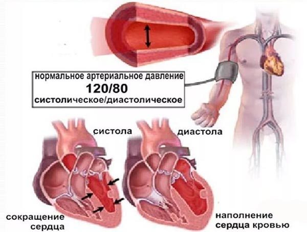 Гипотония почек. Сердце давление. Артериальная гипертензия сердце. Артериальное кровяное давление. Артериальное давление анатомия.