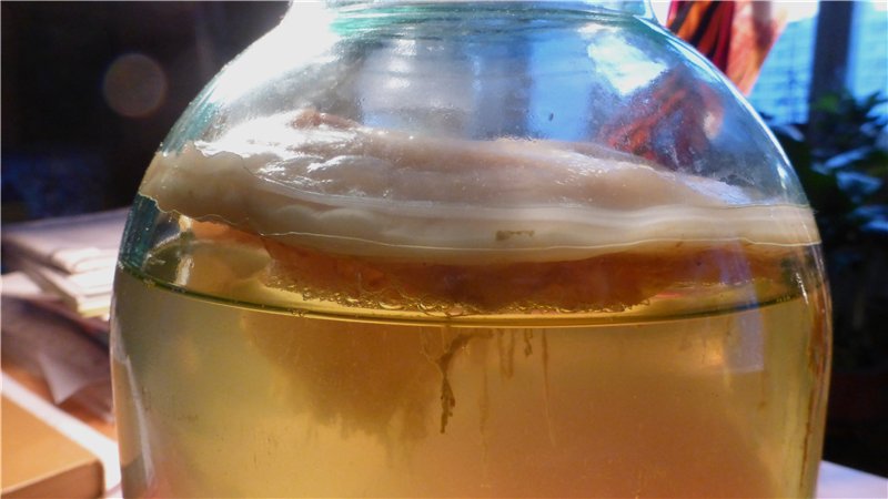 Выращивание чайного гриба. Чайный гриб. Чайный гриб в банке. Белая пленка на чайном грибе. Чайный гриб в искусственных водоемах.