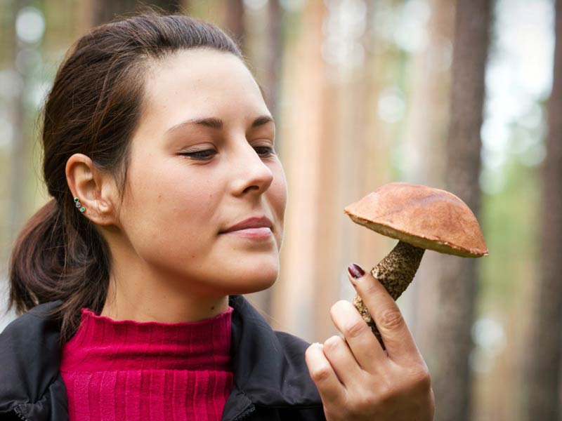Можно ли есть грибы при беременности. Польза и вред грибов во время беременности