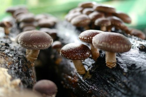 Чем полезны грибы во время беременности