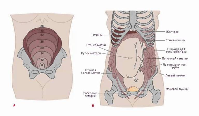 Тяжесть в желудке беременной лечение